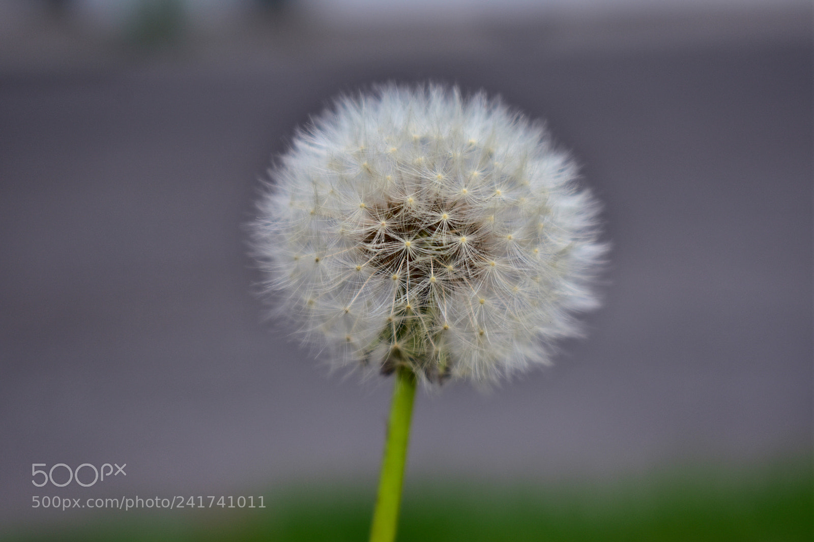 Nikon D3400 sample photo. Dandelion photography