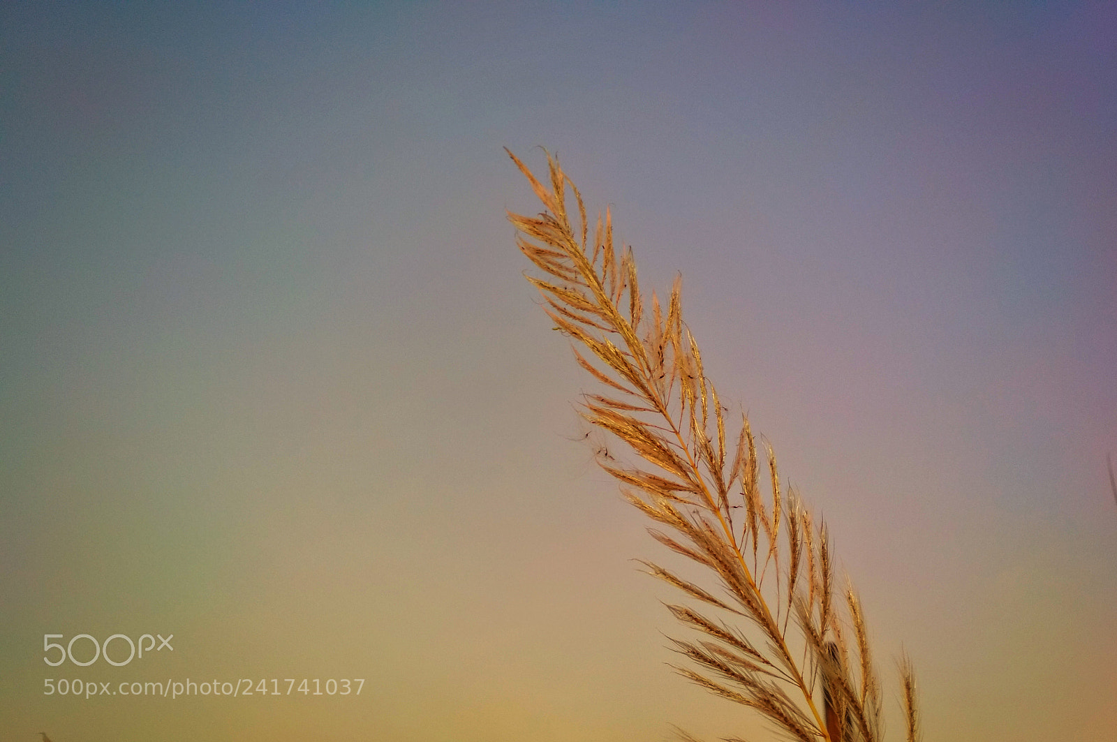 Xiaomi Redmi 4X sample photo. Untitled photography