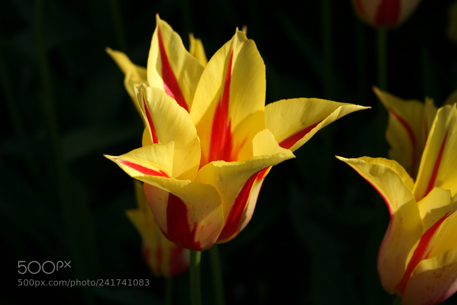 Canon EOS 400D (EOS Digital Rebel XTi / EOS Kiss Digital X) sample photo. Yellow and red striped photography
