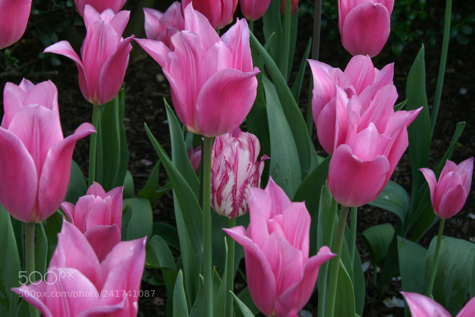 Canon EOS 400D (EOS Digital Rebel XTi / EOS Kiss Digital X) sample photo. Pink and white tulips photography
