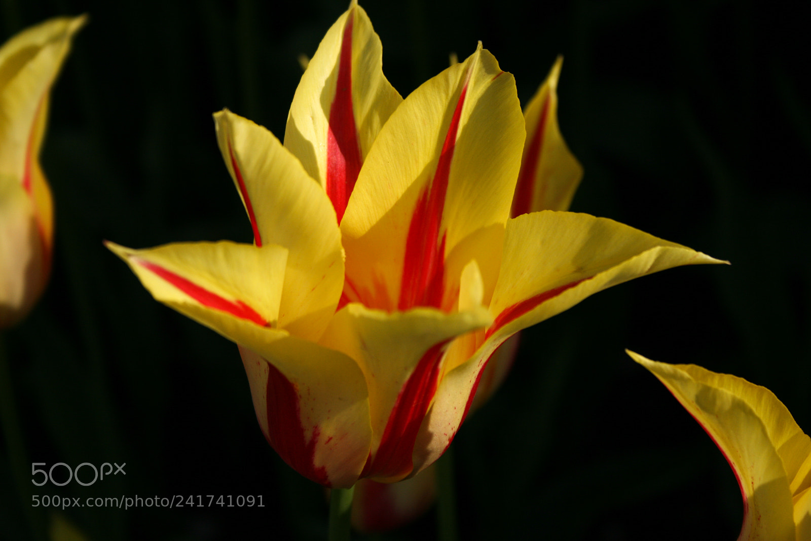 Canon EOS 400D (EOS Digital Rebel XTi / EOS Kiss Digital X) sample photo. Tulips photography