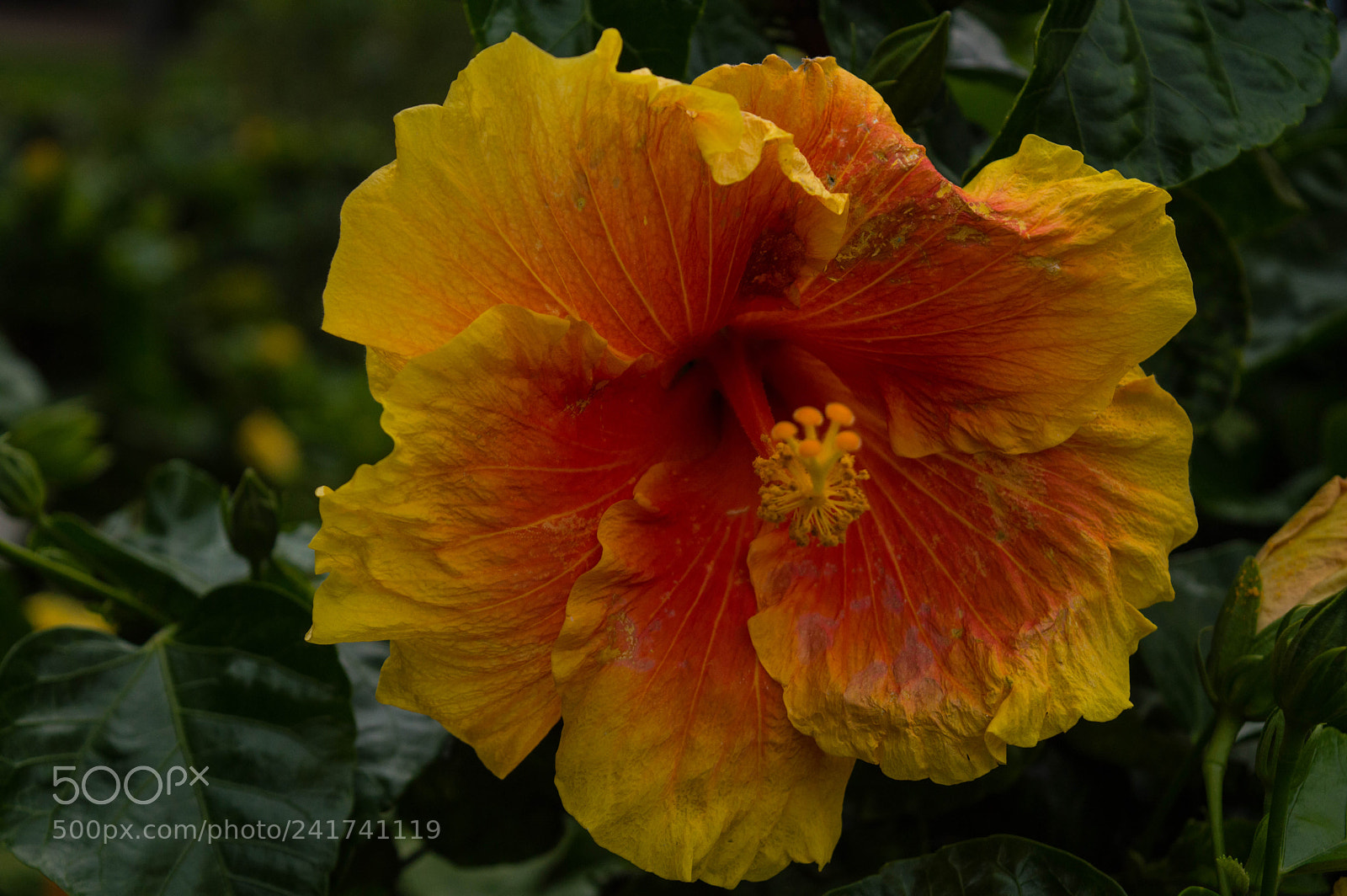 Nikon D3200 sample photo. Burnt orange photography