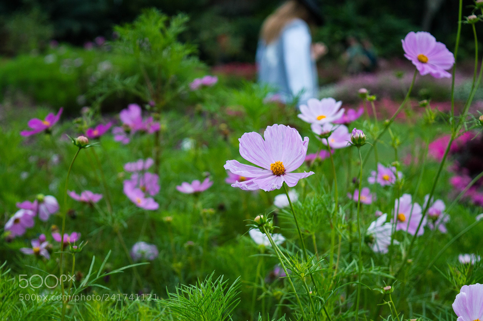 Nikon D3200 sample photo. The field photography
