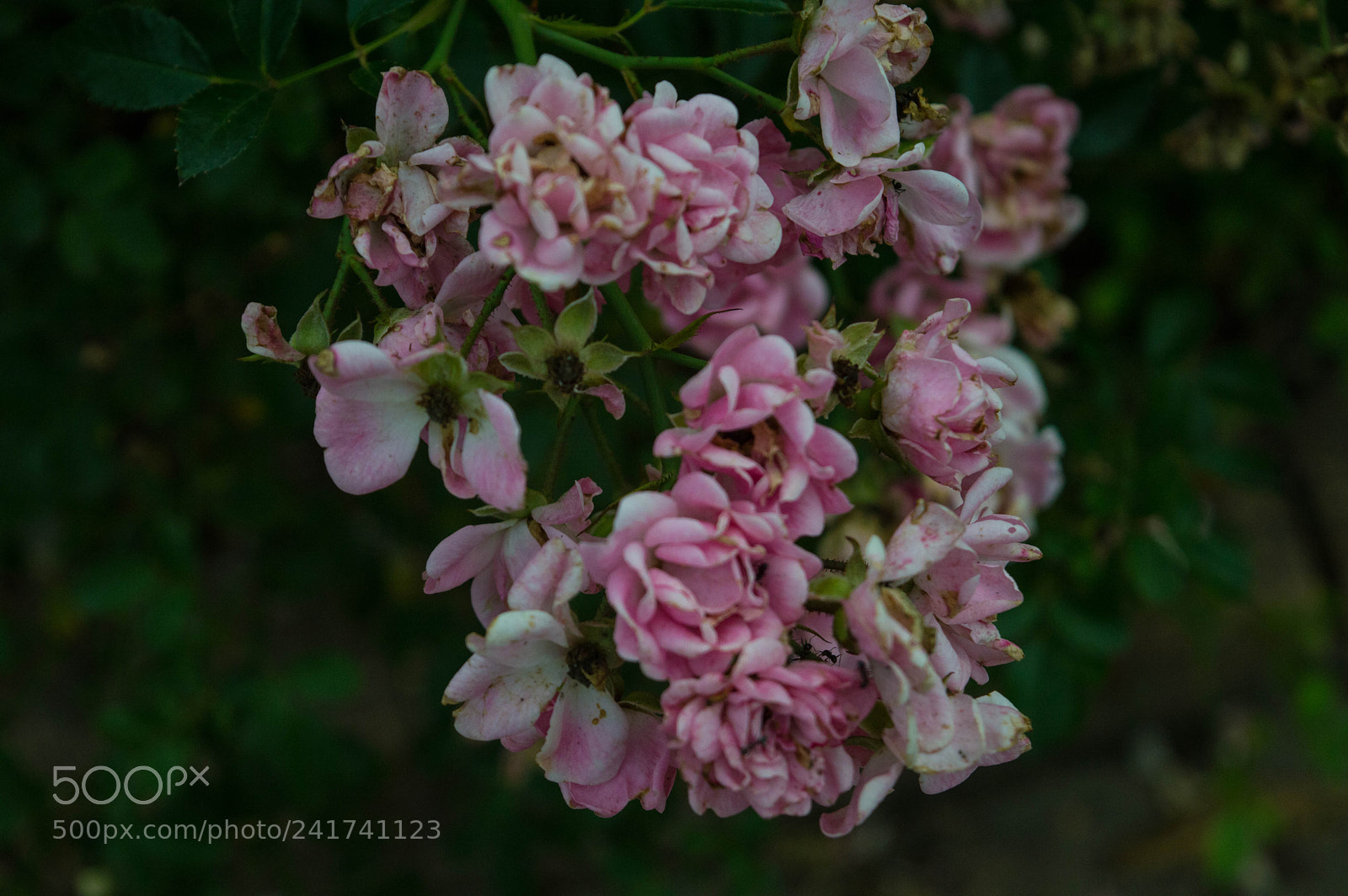 Nikon D3200 sample photo. Whither photography