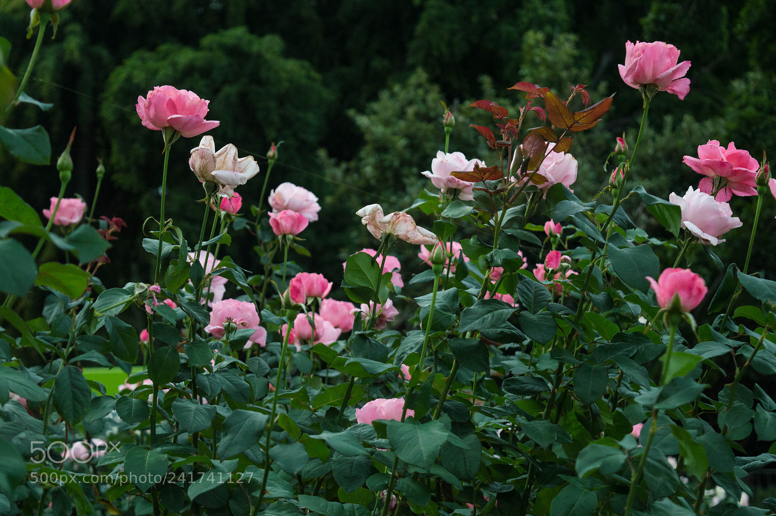Nikon D3200 sample photo. Bloom photography