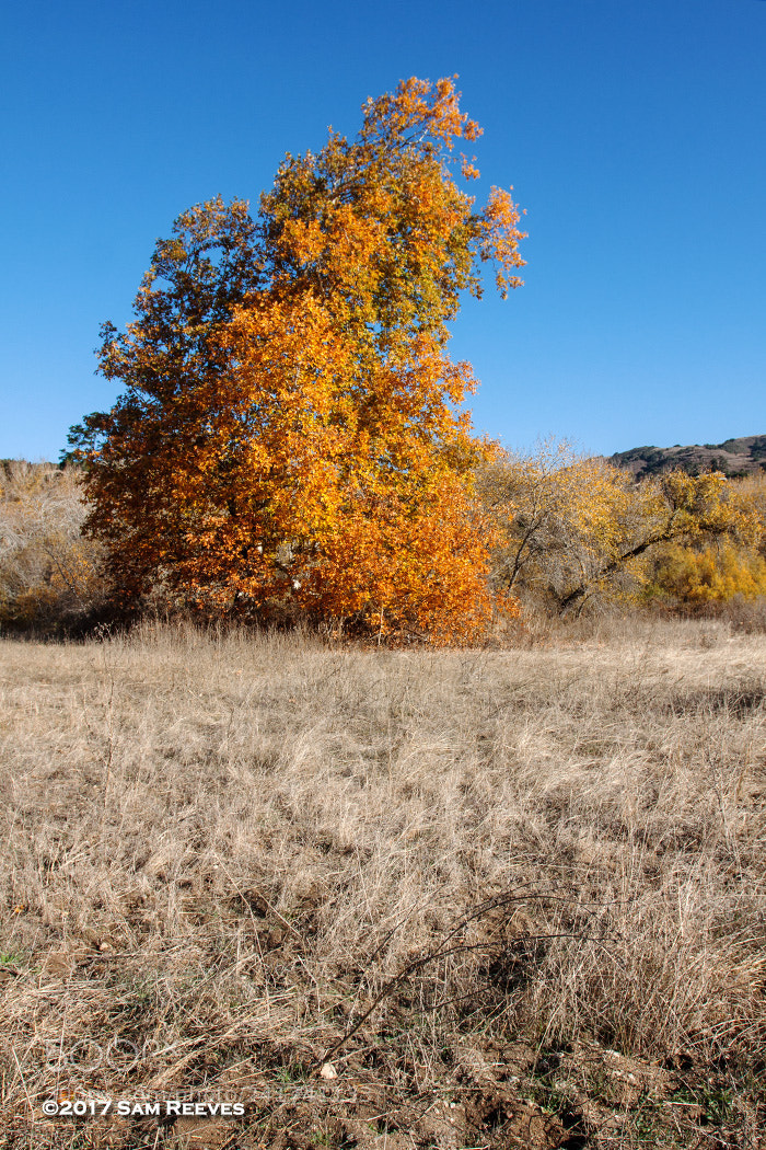 Canon EOS 50D sample photo. Autumn photography