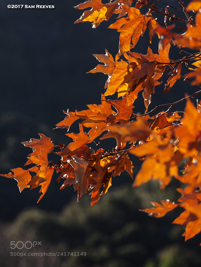 Canon EOS 50D sample photo. Autumn photography