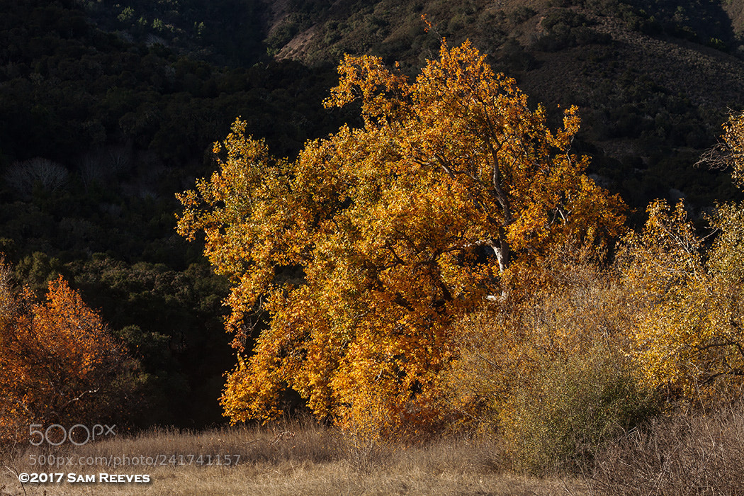 Canon EOS 50D sample photo. Autumn photography
