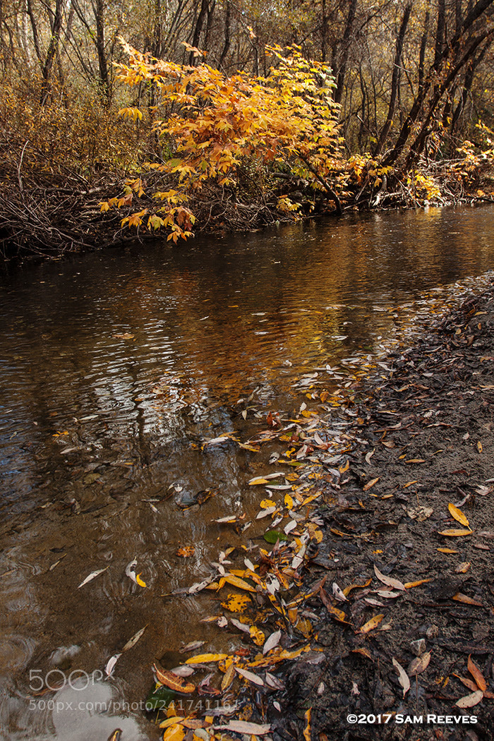 Canon EOS 50D sample photo. Autumn photography