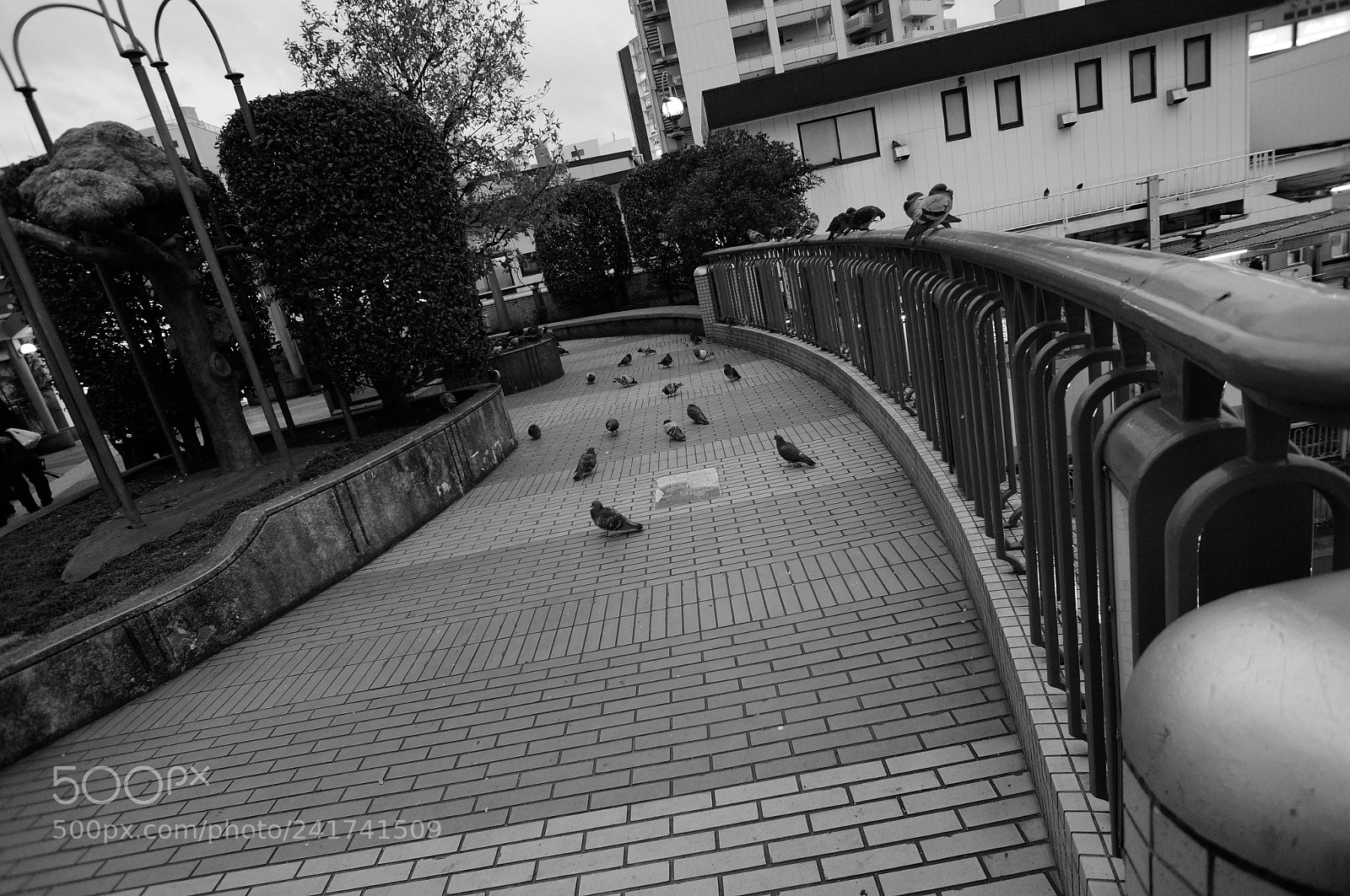 Sony Alpha NEX-5T sample photo. Birds photography