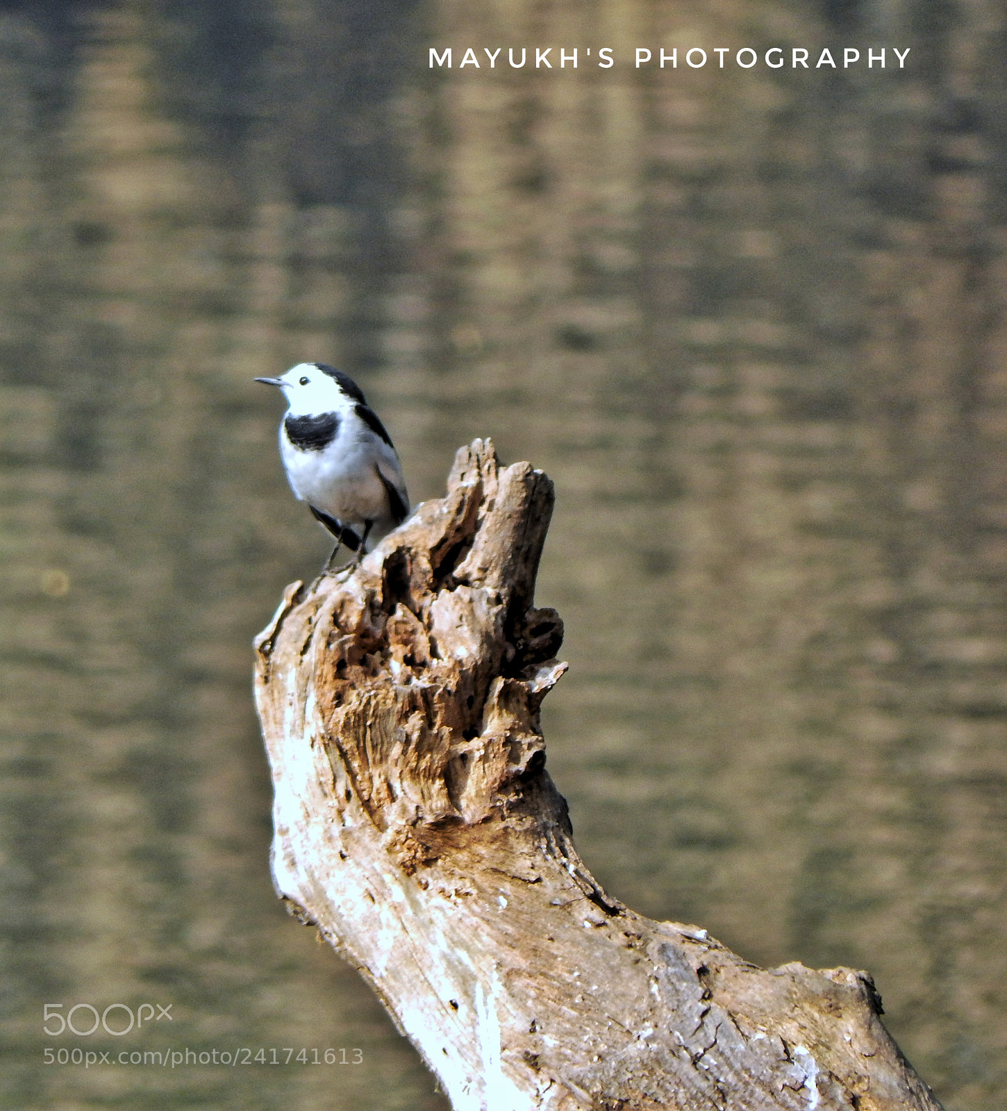 Nikon Coolpix L830 sample photo. White wagtail. photography