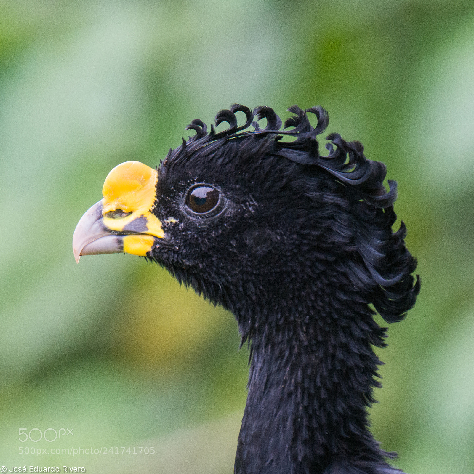 Nikon D800E sample photo. Great curassow male & female photography