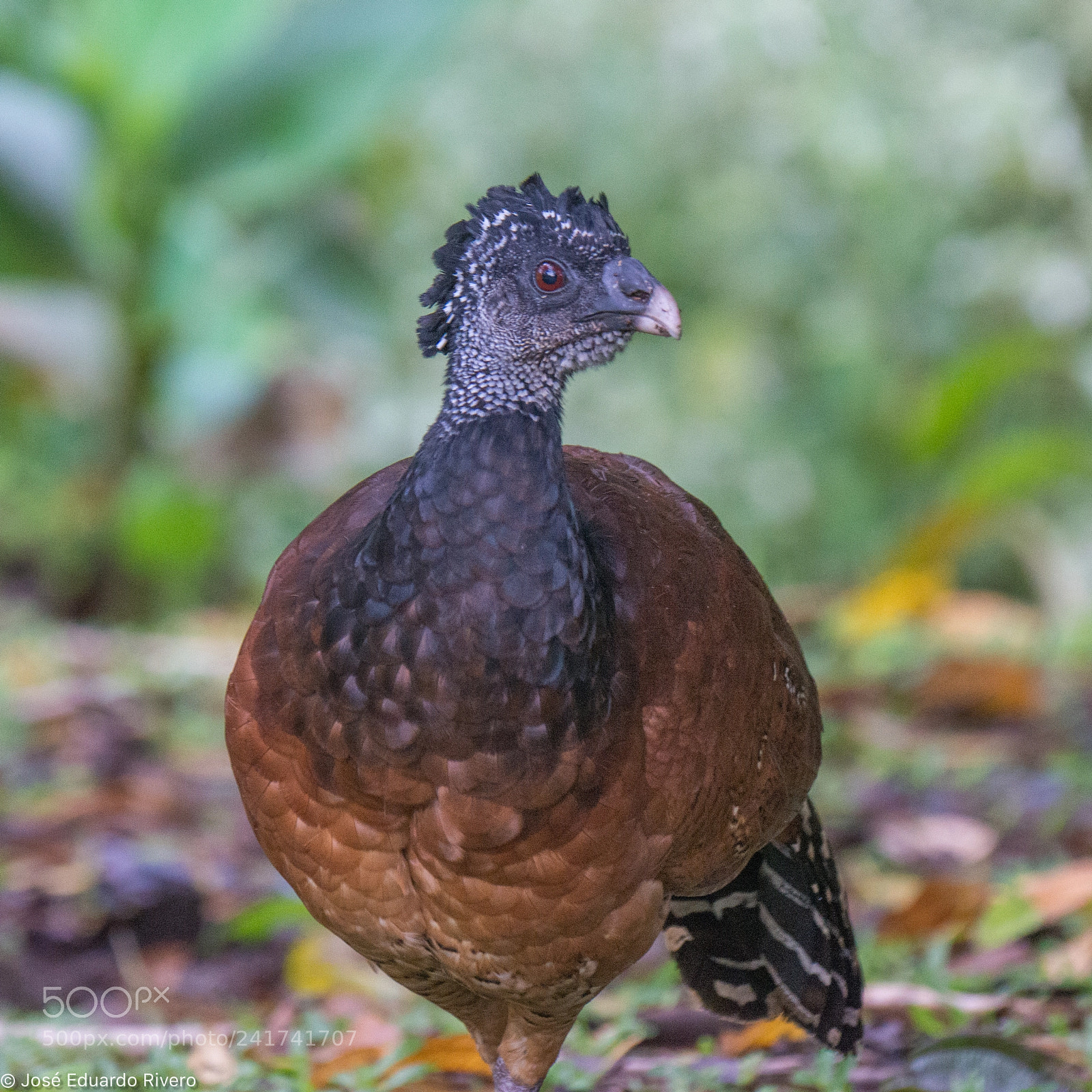 Nikon D800E sample photo. Great curassow male & female photography