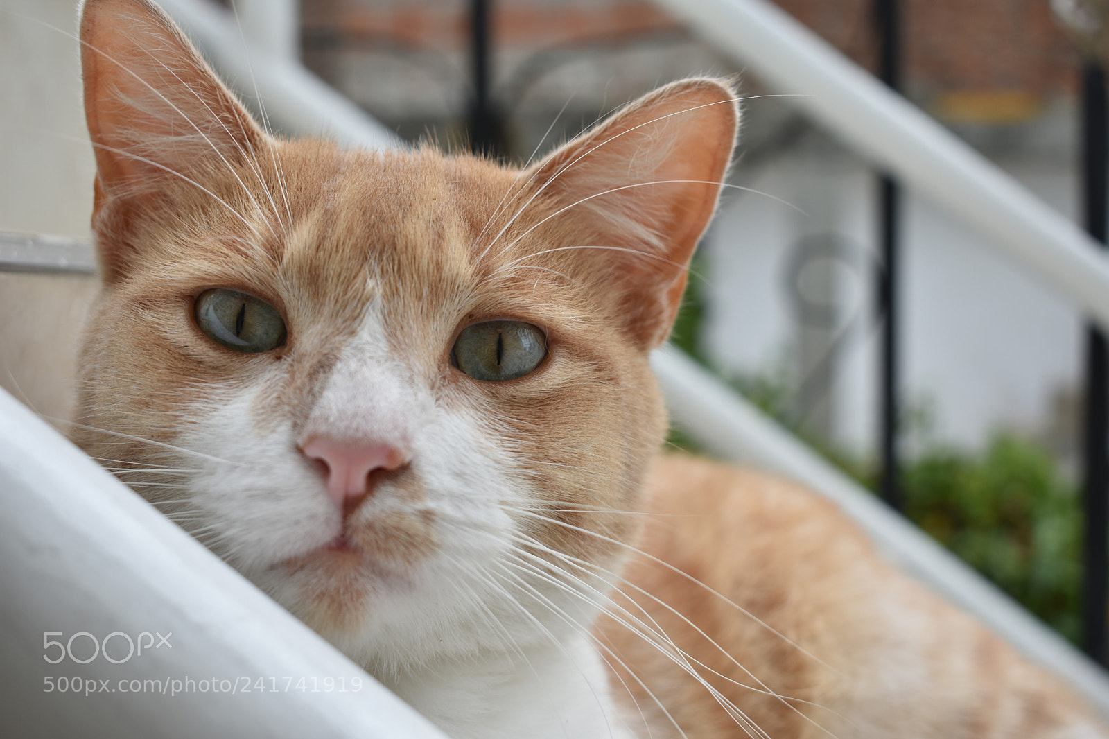 Nikon D3400 sample photo. Sueño photography