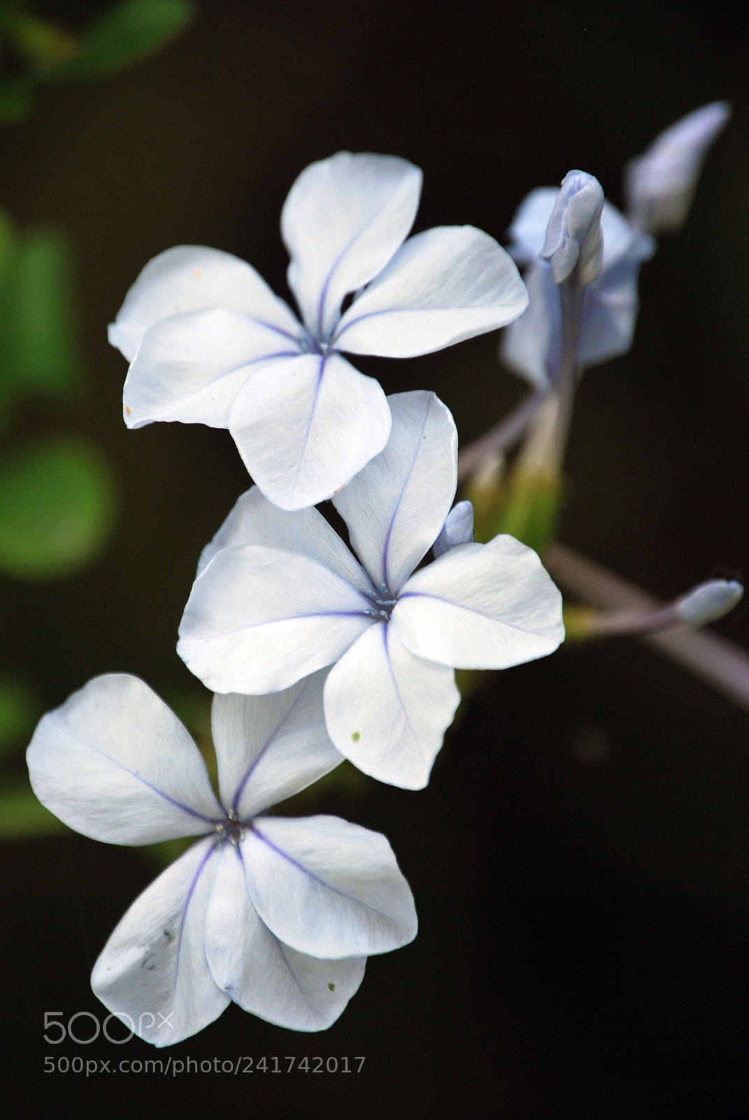 Nikon D60 sample photo. Blue flowers photography