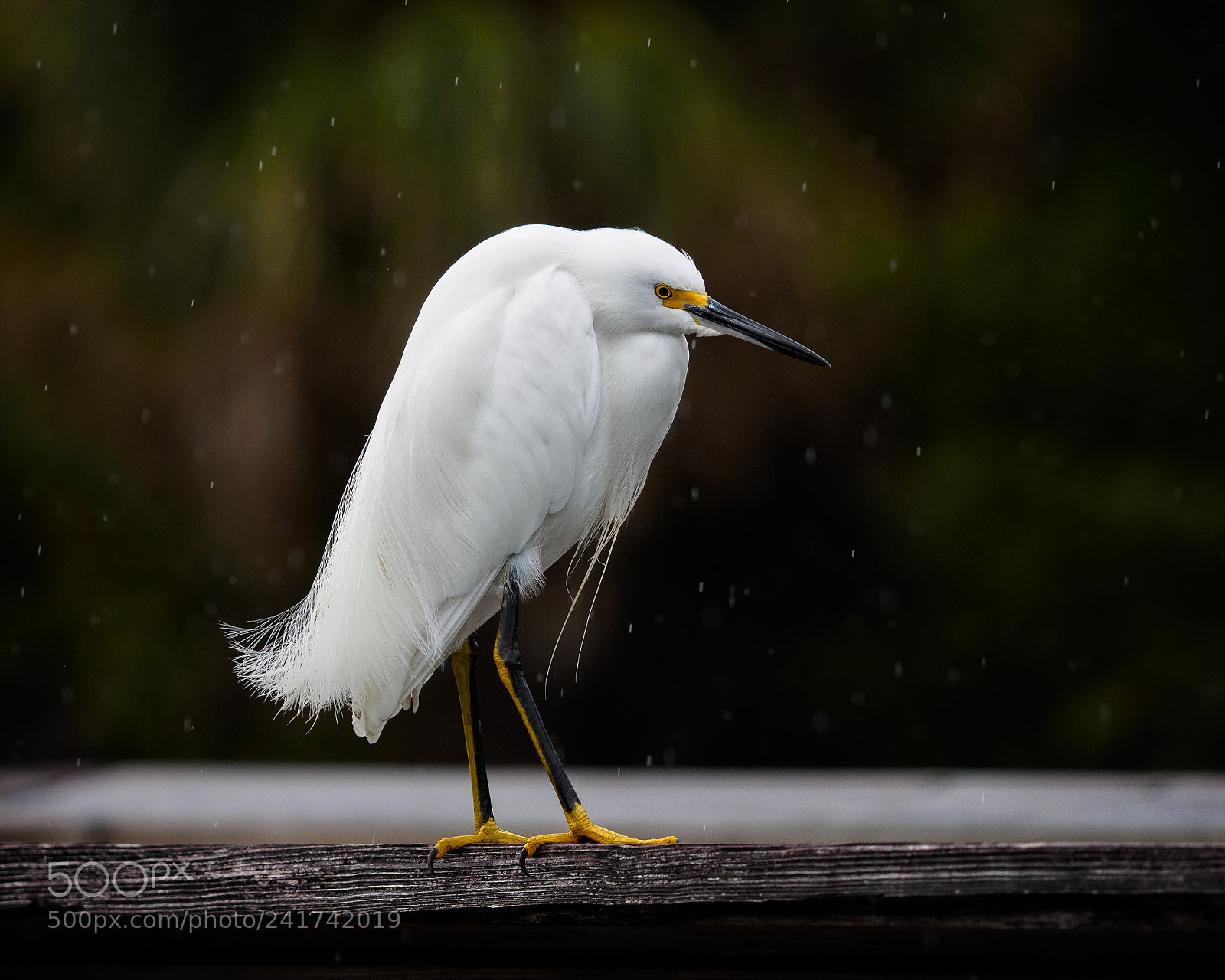 Olympus OM-D E-M1 sample photo. Snowy egret - egretta photography