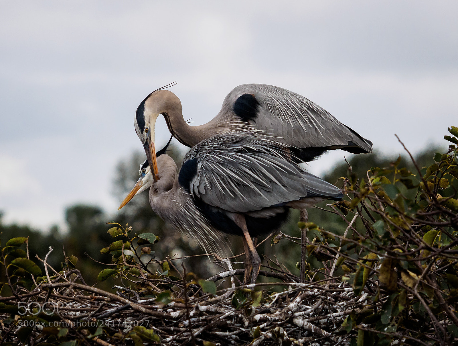 Olympus OM-D E-M1 sample photo. Great blue heron courtship photography
