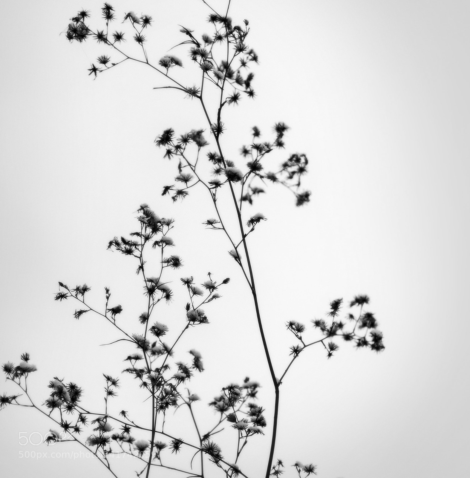 Nikon D7200 sample photo. 枯草 photography