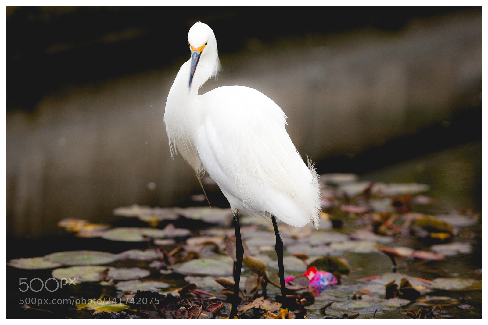 Canon EOS-1D Mark III sample photo. Great egret photography
