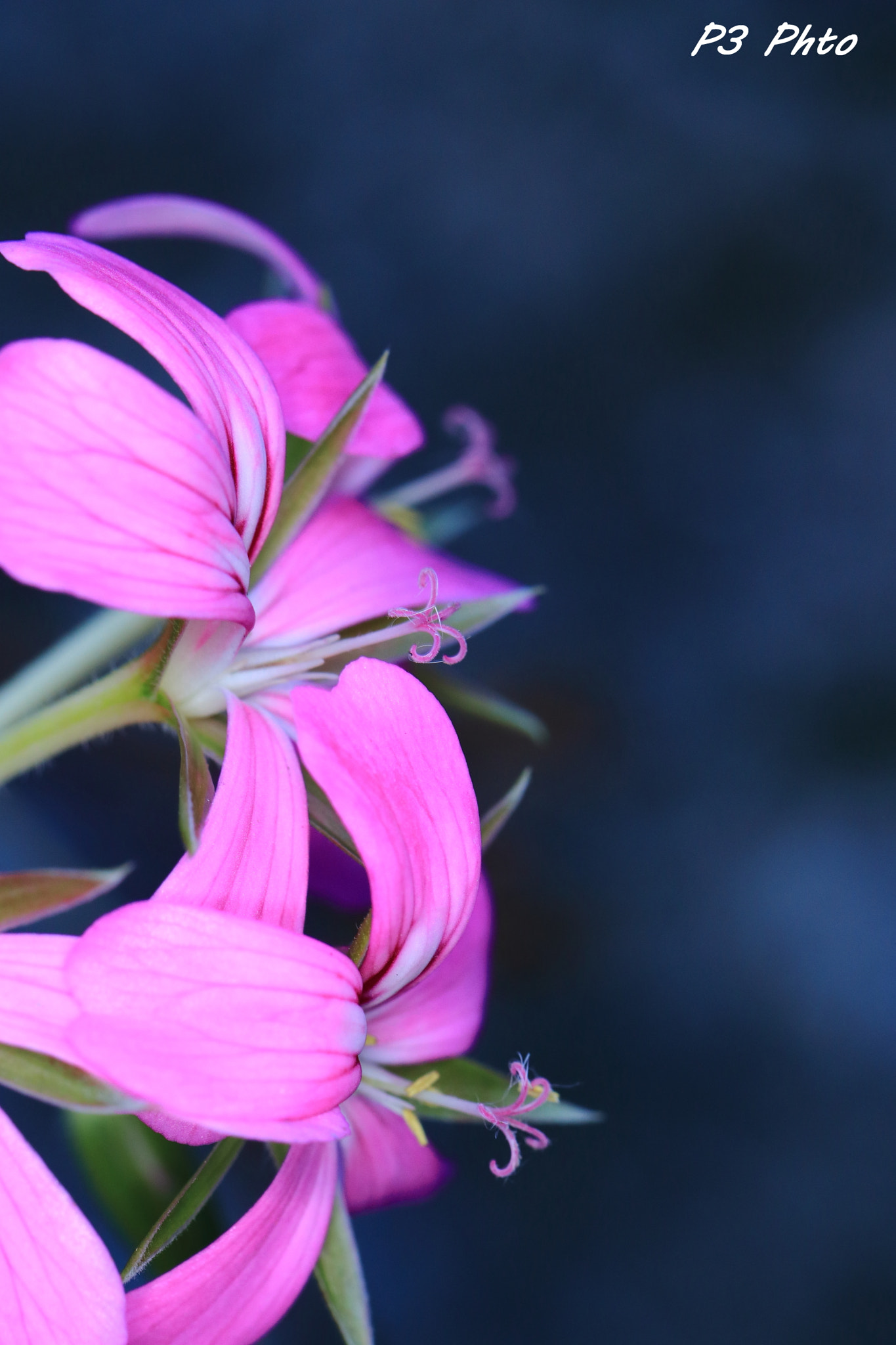 Canon EF 100mm F2.8L Macro IS USM sample photo. Img photography