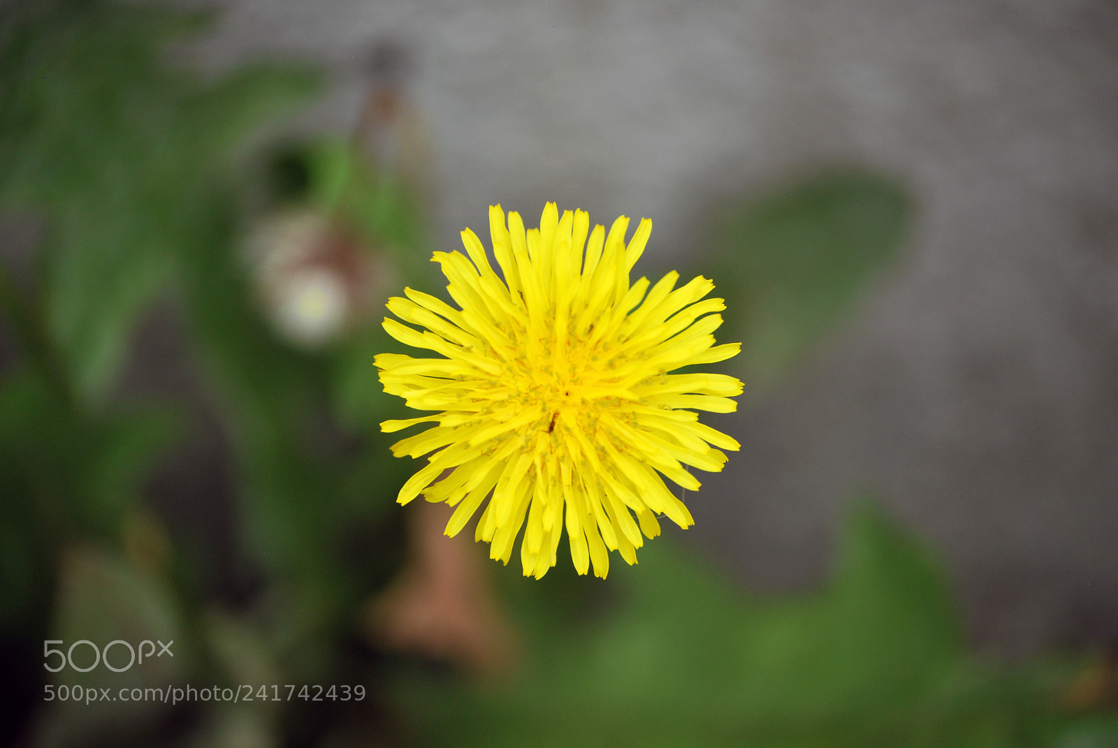 Nikon D60 sample photo. Yellow flower photography