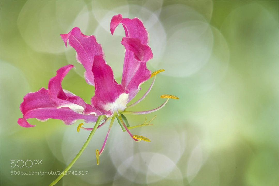 Nikon D810 sample photo. The beauty of you photography