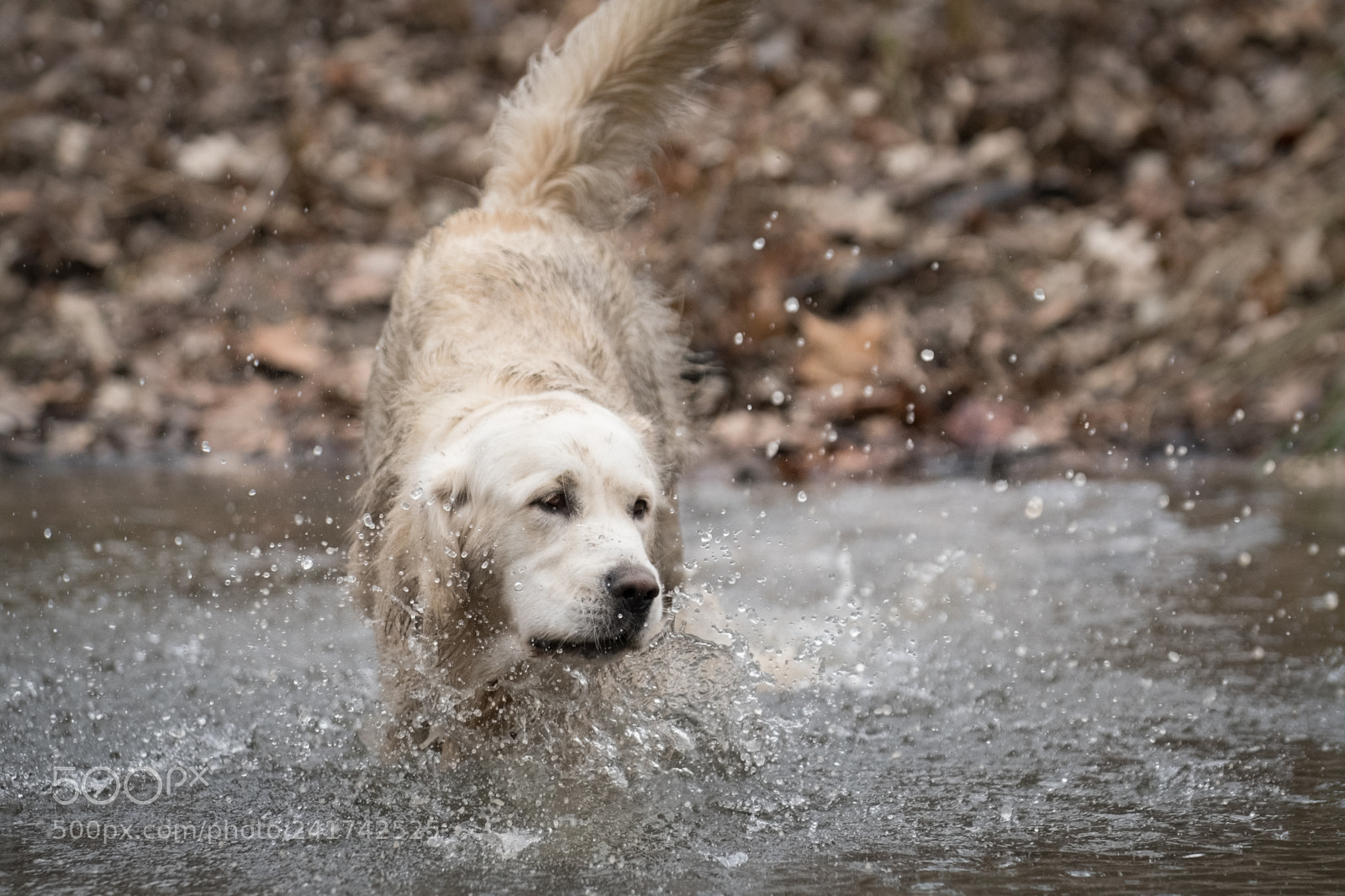 Nikon D500 sample photo. Remington photography