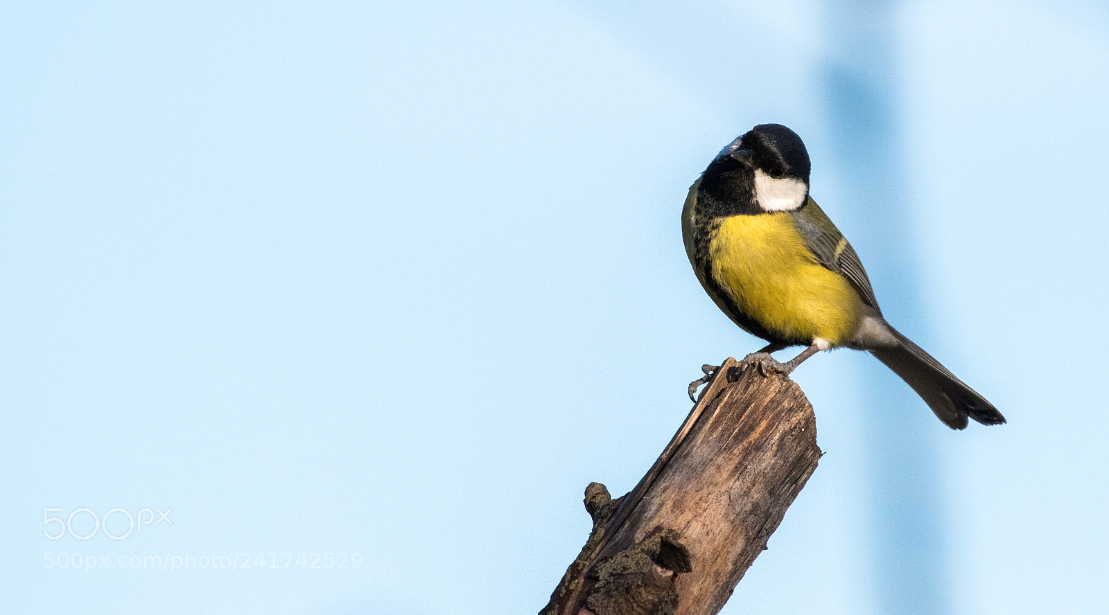 Nikon D5500 sample photo. Paridae photography