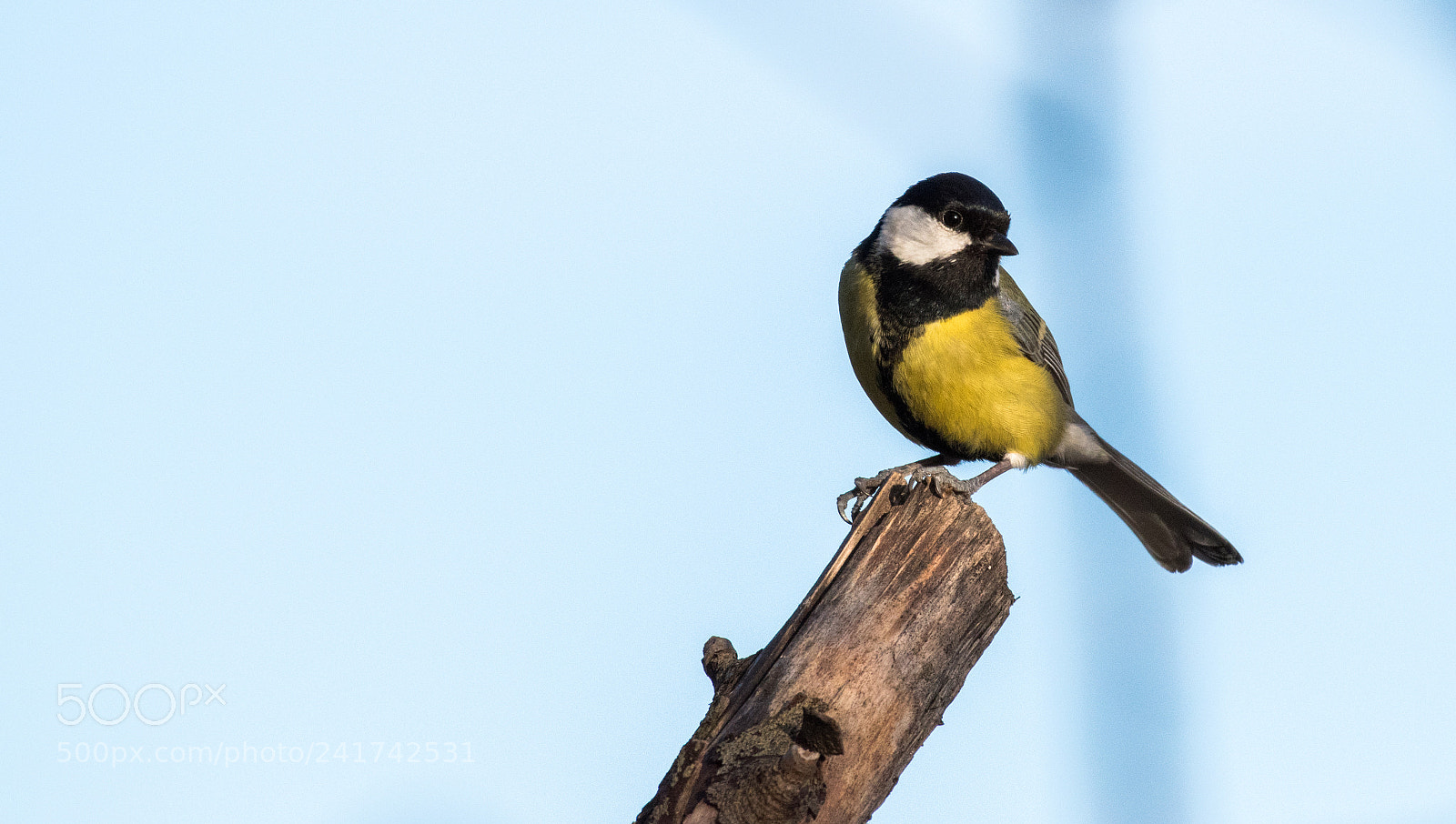 Nikon D5500 sample photo. Paridae photography