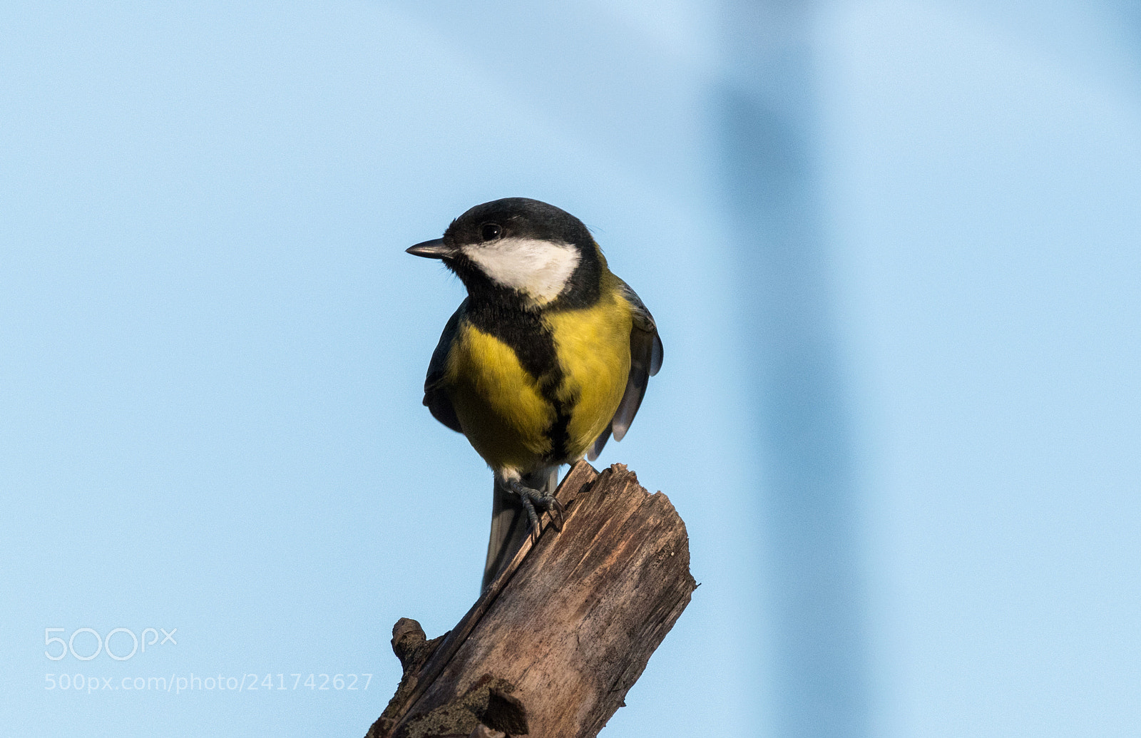Nikon D5500 sample photo. Paridae photography