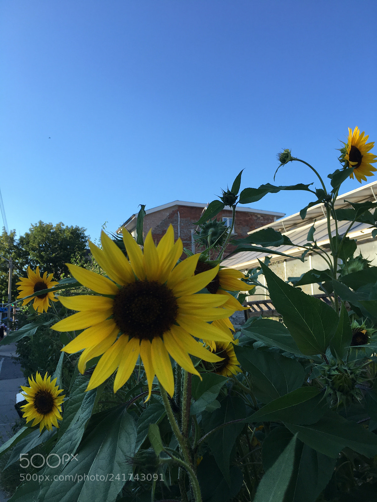 Apple iPhone 6s sample photo. Img photography