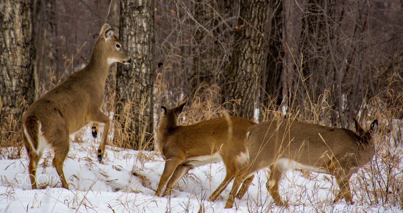 Nikon D7200 sample photo. Deer photography