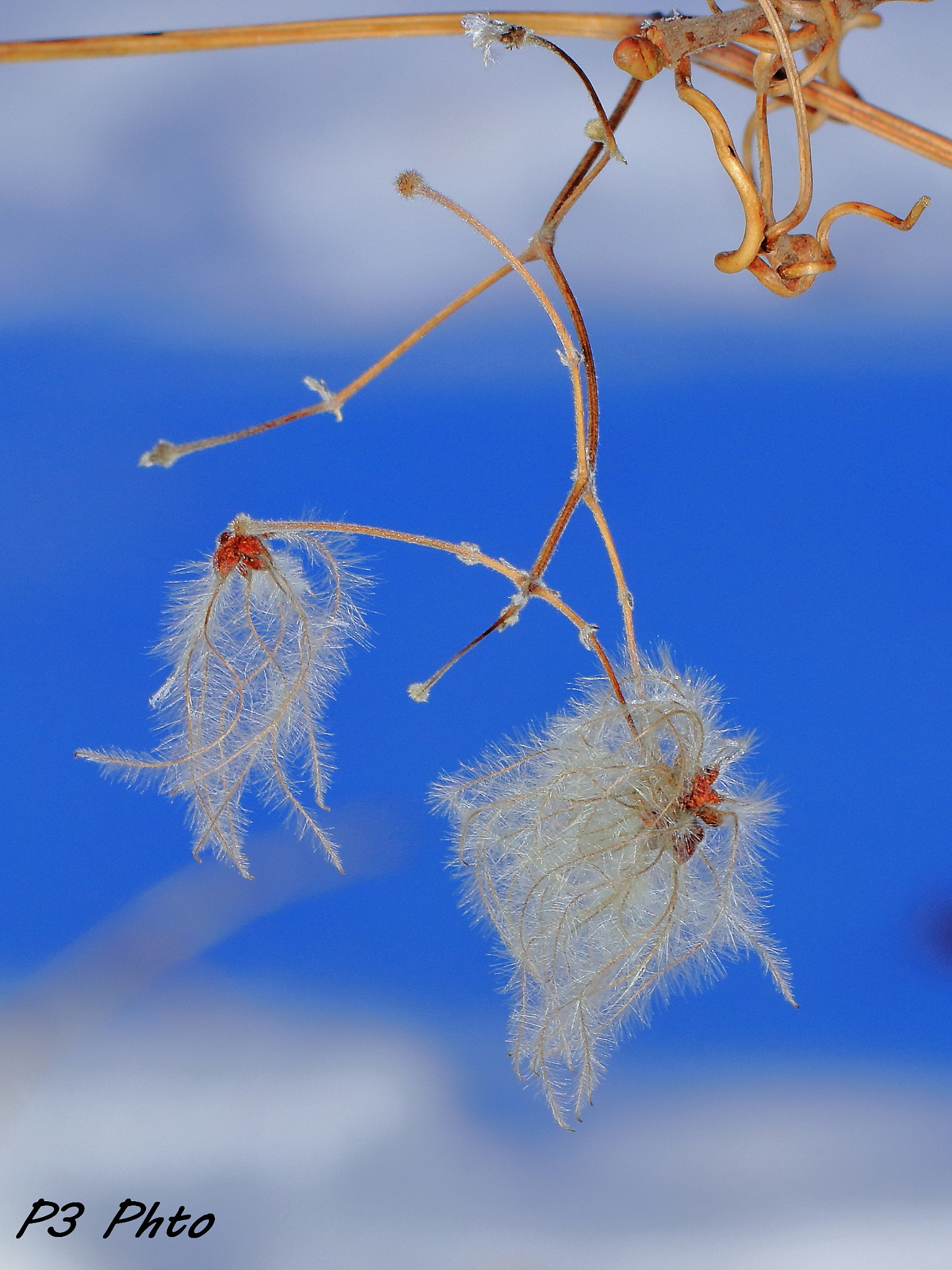 Canon EF 100mm F2.8L Macro IS USM sample photo. Img photography