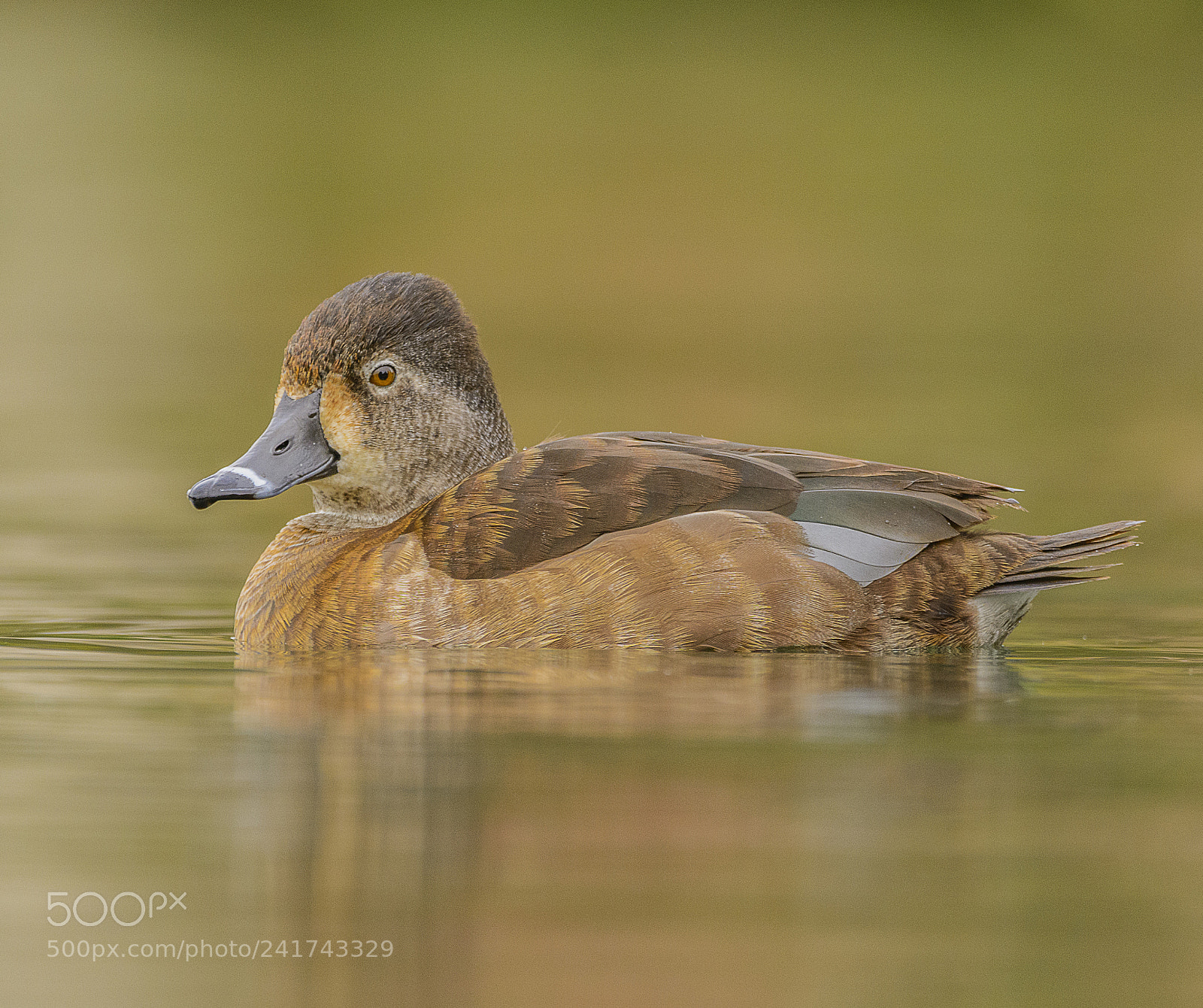 Nikon D7100 sample photo. Female ring-necked duck photography