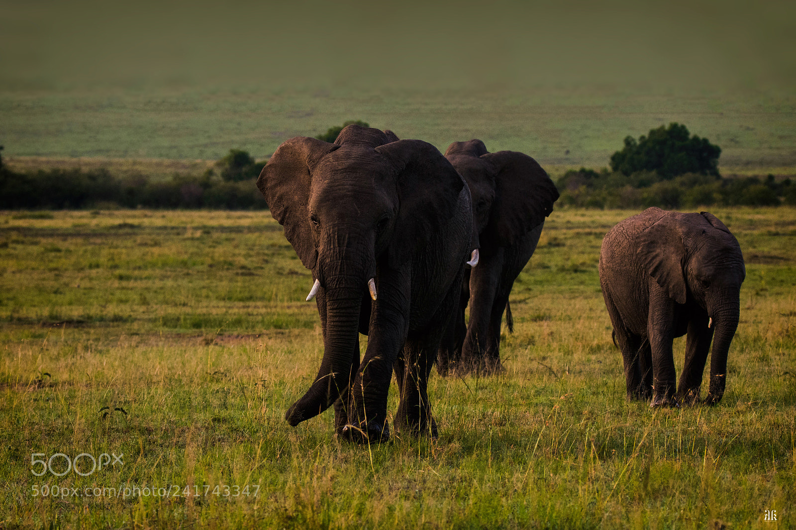 Nikon D7200 sample photo. African bush elephants.. photography