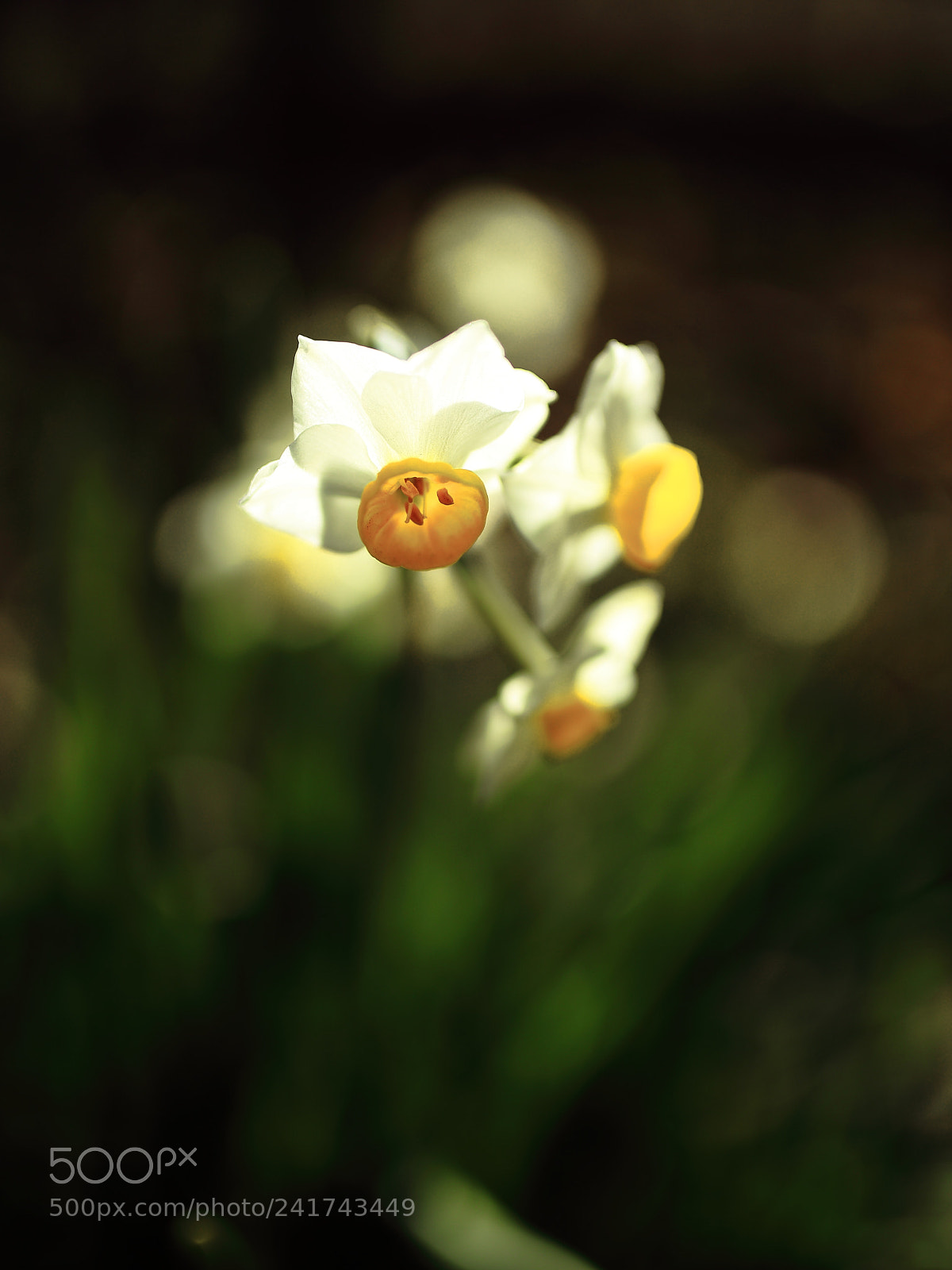 Sigma 35mm F1.4 DG HSM Art sample photo. Narcissus photography