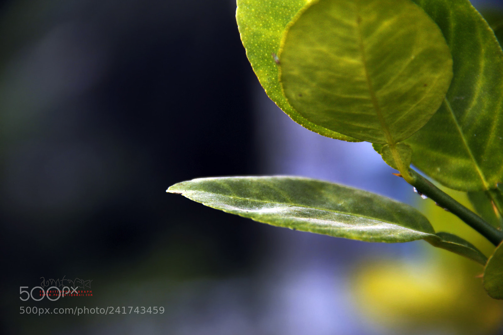 Canon EOS 650D (EOS Rebel T4i / EOS Kiss X6i) sample photo. Leaf photography