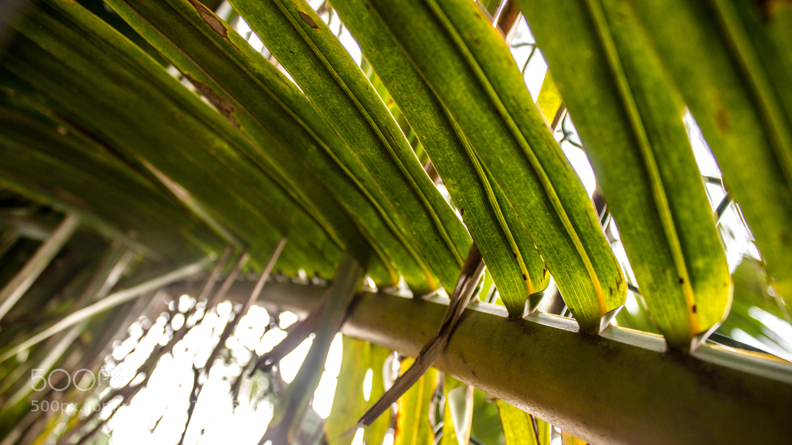 Canon EOS 550D (EOS Rebel T2i / EOS Kiss X4) sample photo. Leaf patterns photography