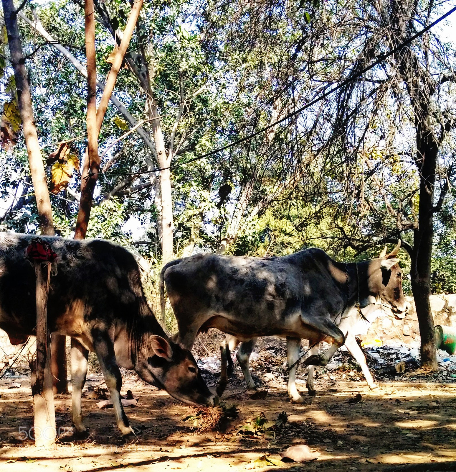 LG Nexus 5 sample photo. # farm # photography