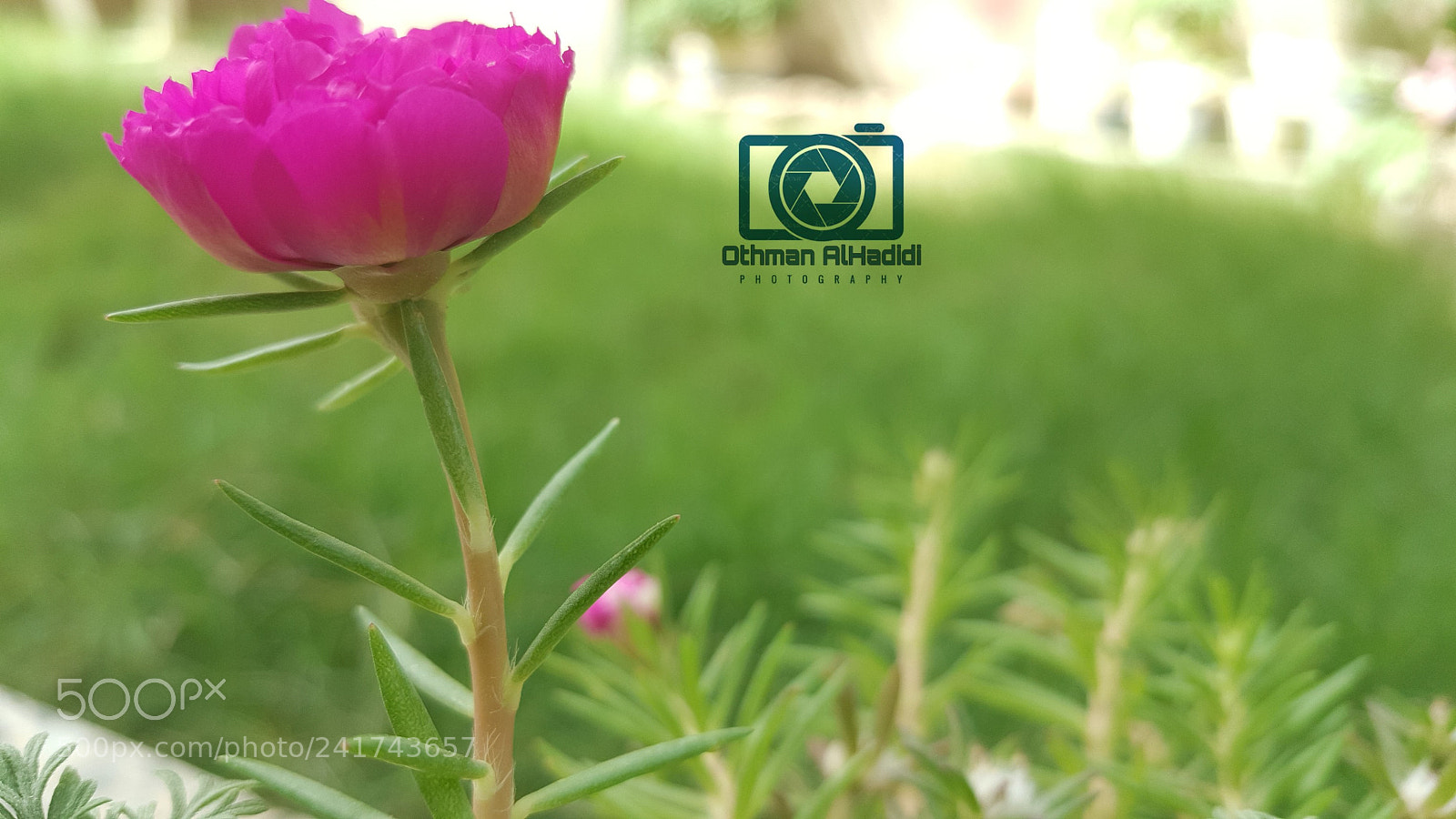 Samsung Galaxy Note5 sample photo. Untitled photography