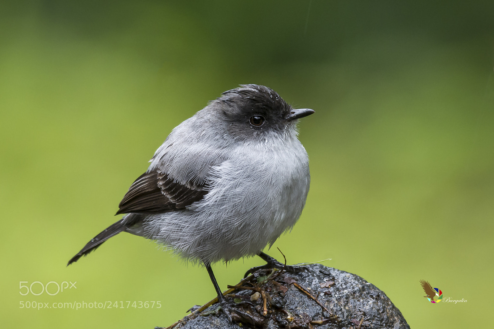 Nikon D7100 sample photo. Torrent tyrannulet photography