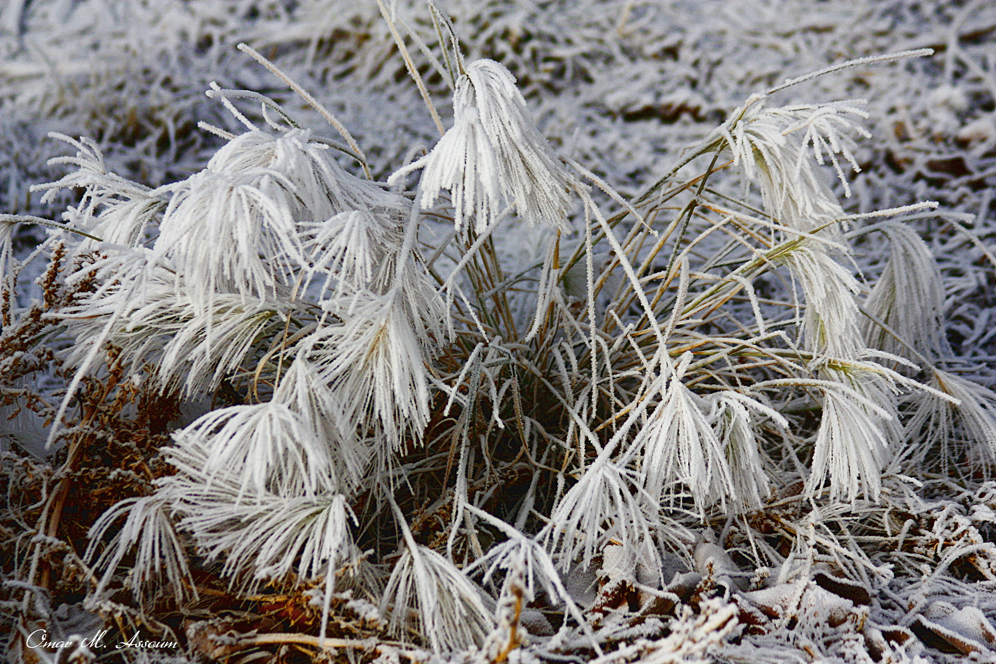 Canon EF 75-300mm F4.0-5.6 IS USM sample photo. Morning frost photography