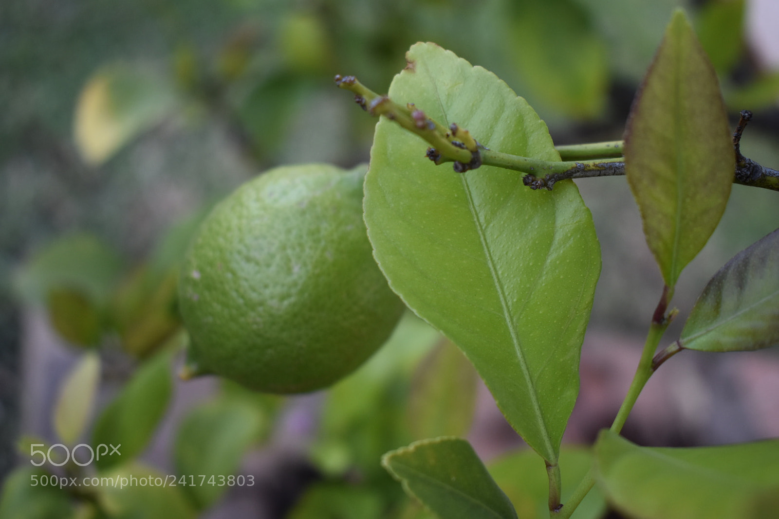 Nikon D3400 sample photo. Untitled photography