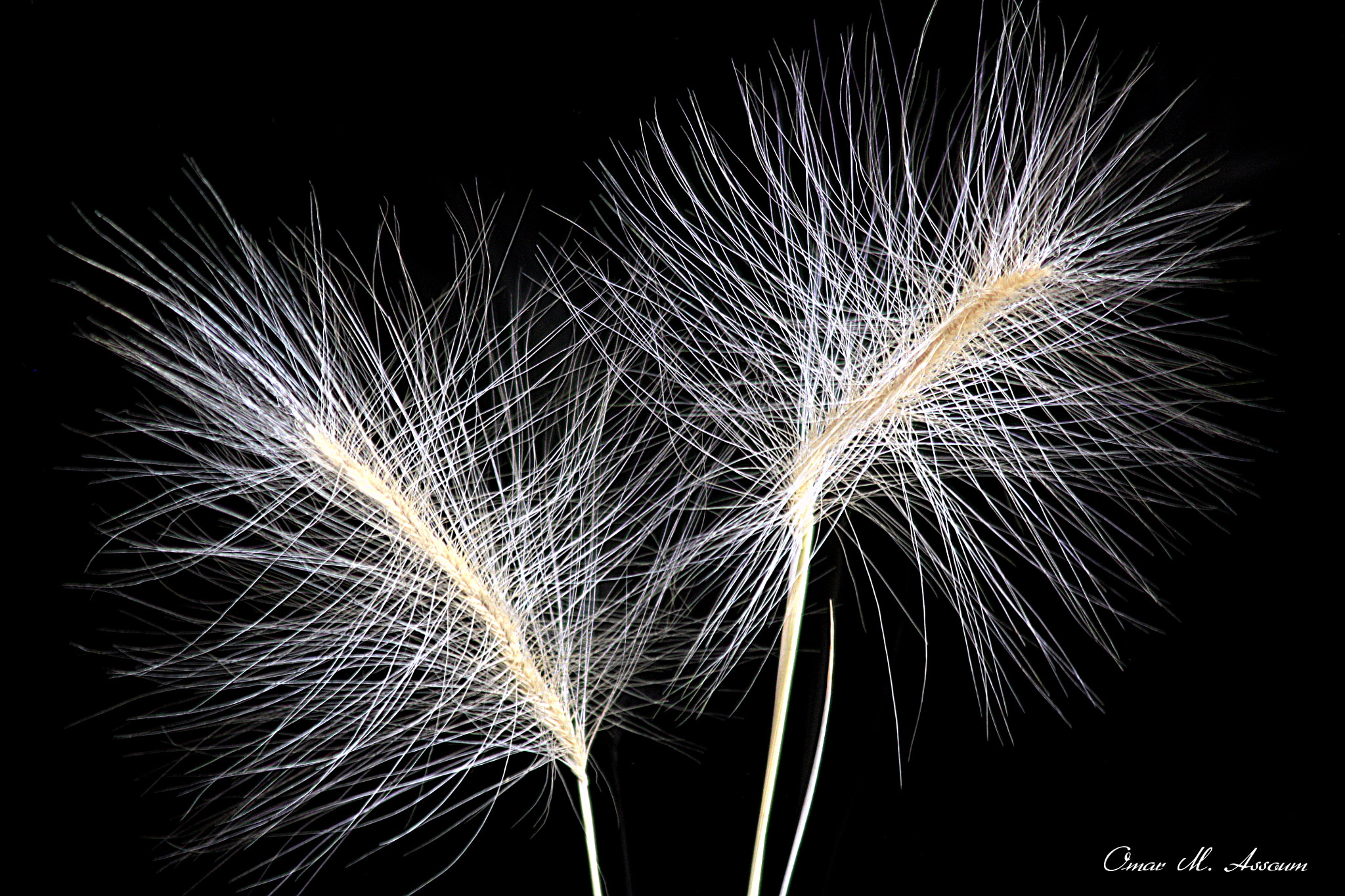 Canon EF 75-300mm F4.0-5.6 IS USM sample photo. Paint brushes photography