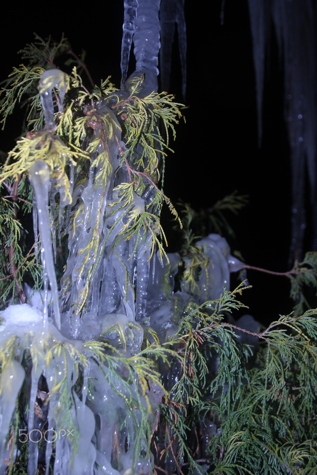 Canon EOS 1200D (EOS Rebel T5 / EOS Kiss X70 / EOS Hi) sample photo. Plant covered in icicles at night. 在冰柱覆蓋的植物在晚上。 photography