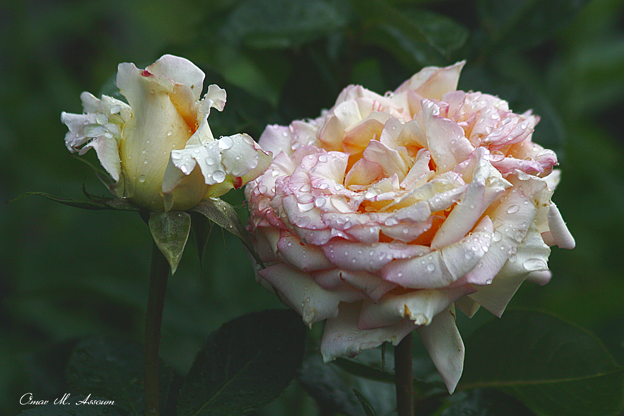 Canon EOS 450D (EOS Rebel XSi / EOS Kiss X2) + Canon EF 75-300mm F4.0-5.6 IS USM sample photo. Peace roses photography