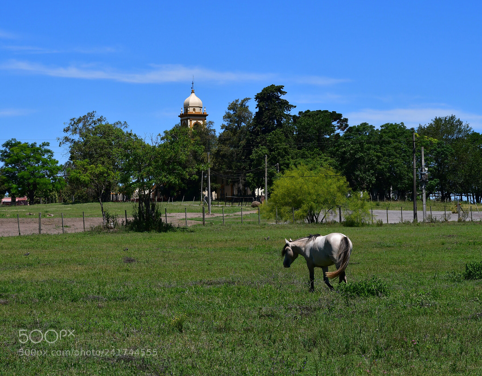 Nikon D500 sample photo. Horse with chapel photography
