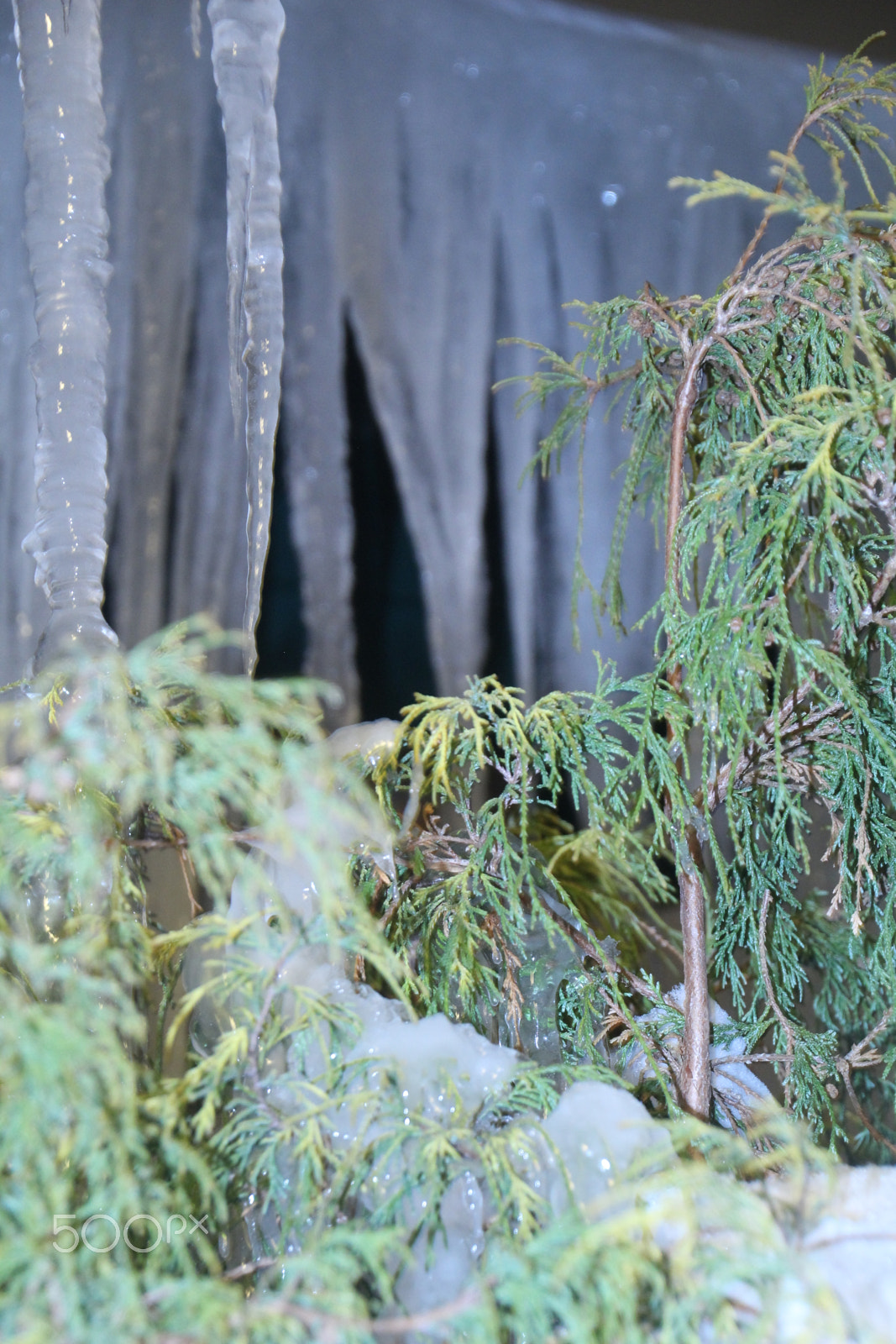 Canon EOS 1200D (EOS Rebel T5 / EOS Kiss X70 / EOS Hi) sample photo. Plant covered in icicles. 在冰柱蓋的植物。 iciclesで覆われた植物。 photography