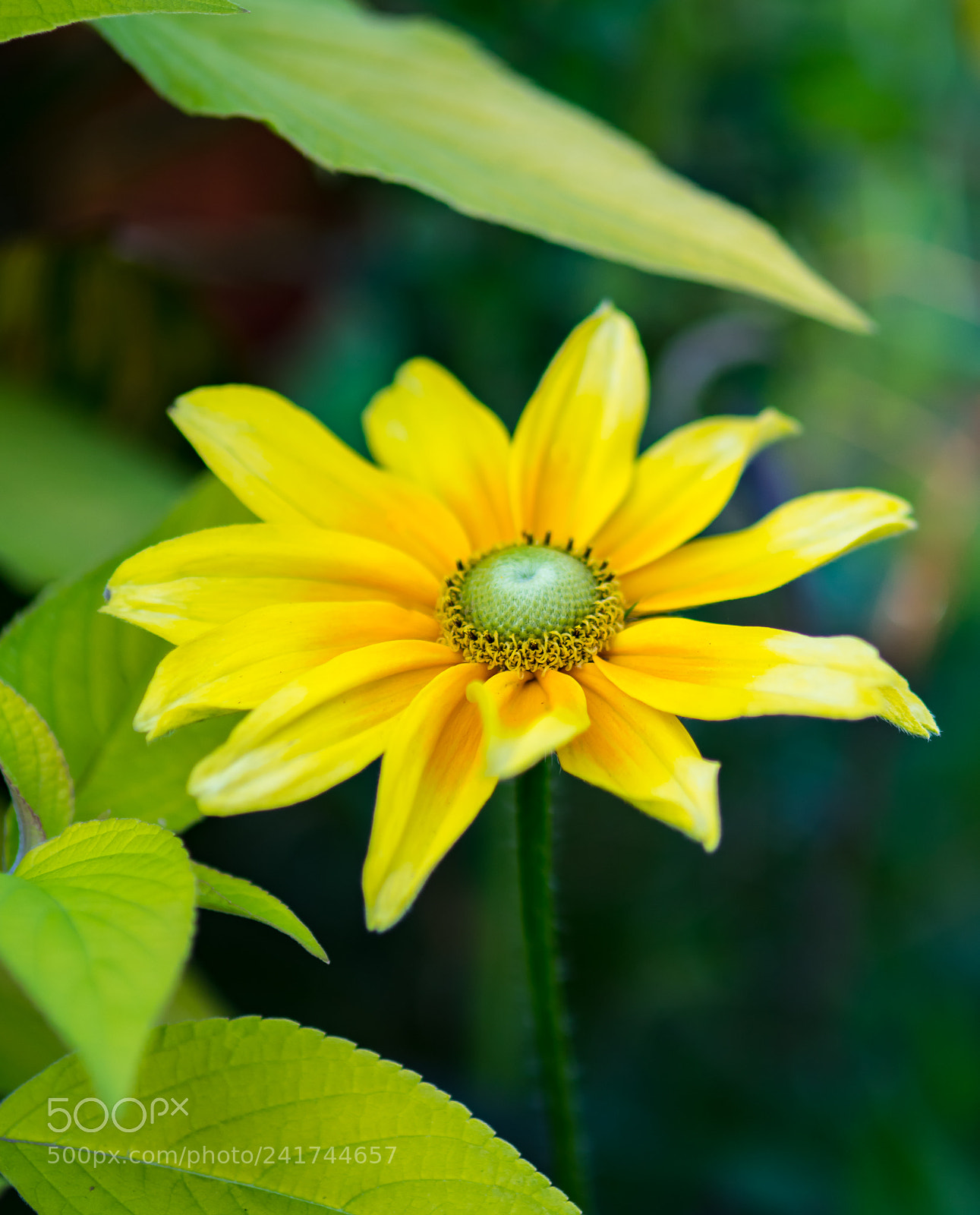 Pentax K-3 sample photo. Img photography