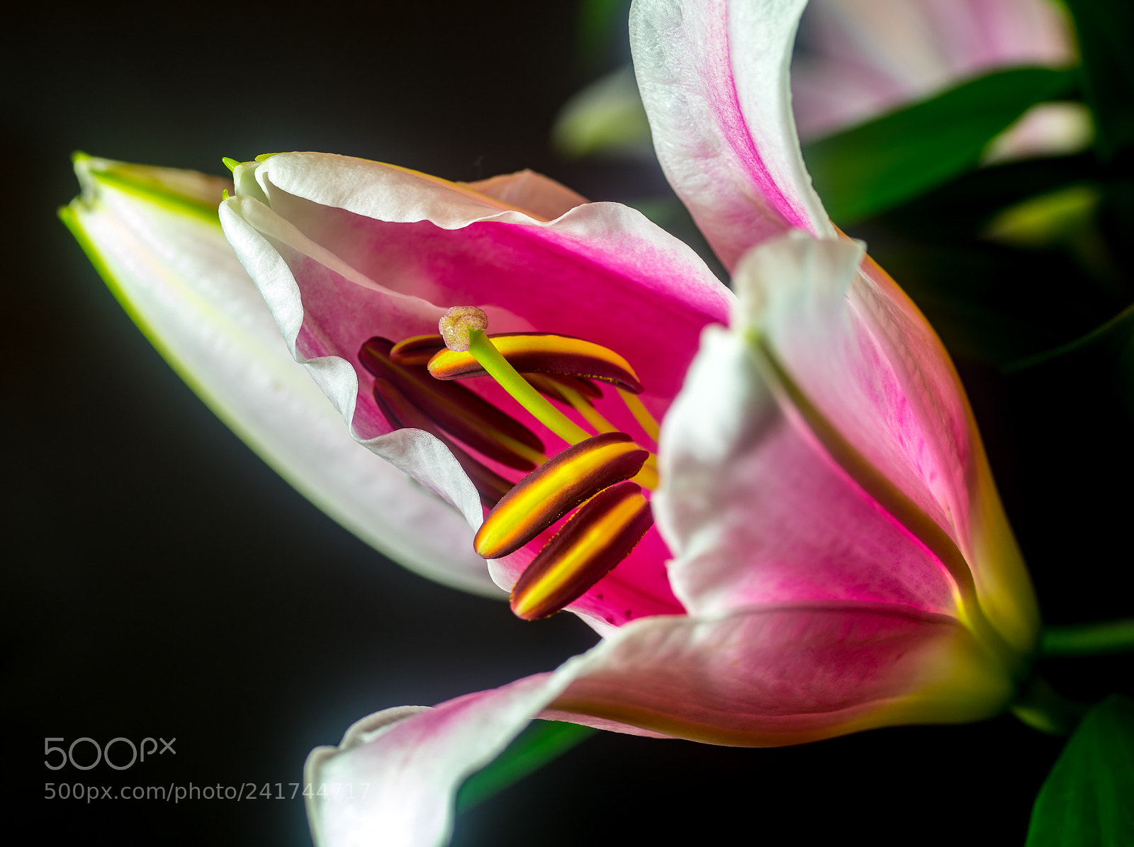 Pentax K-3 sample photo. Lily photography